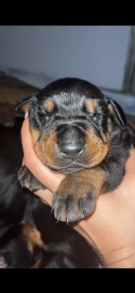 Dobermann  | Foto 2