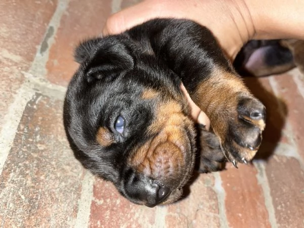 Dobermann  | Foto 1