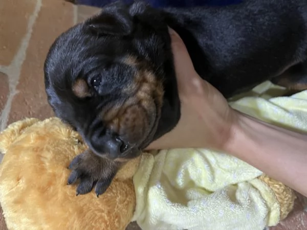 Dobermann  | Foto 0