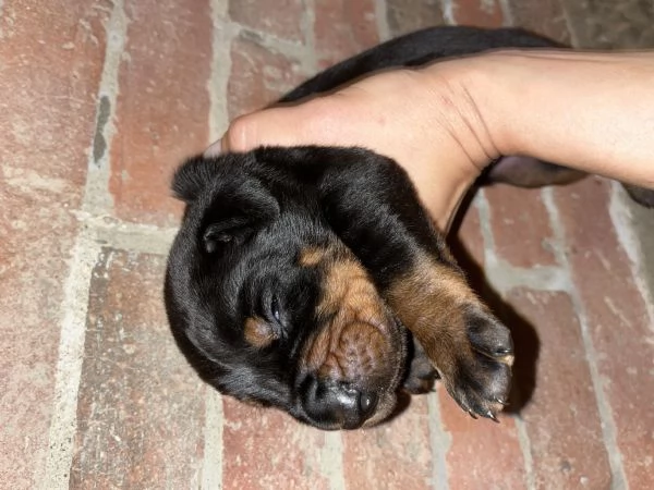 Dobermann 
