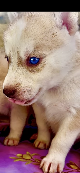 Husky