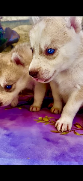 Husky | Foto 1
