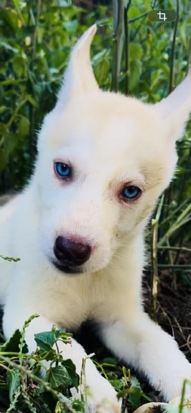 Husky | Foto 0