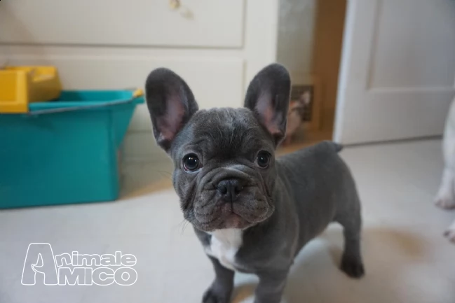 bouledogue francese cuccioli