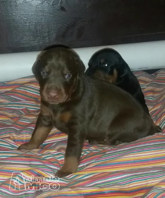 cuccioli doberman registrazione completa.