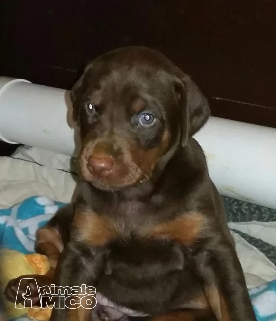 cuccioli doberman registrazione completa. | Foto 0