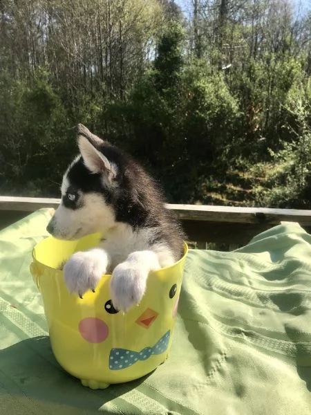 siberian husky kucciolata occhi azzurri grigi neri | Foto 1