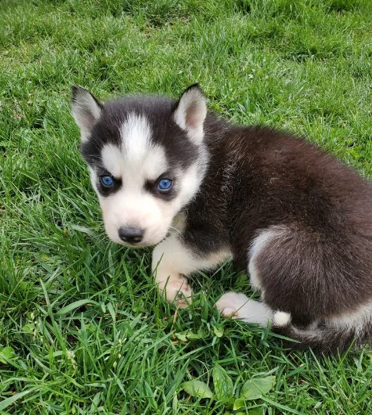 siberian husky kucciolata occhi azzurri grigi neri