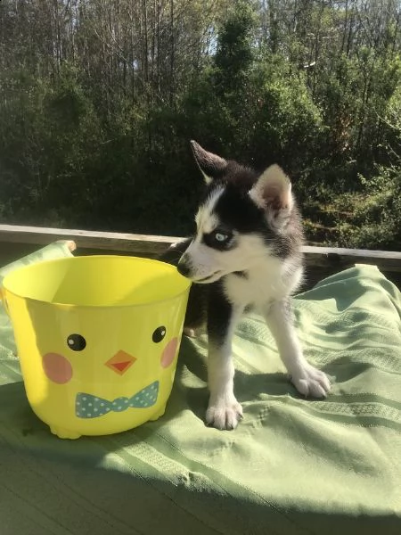 due kuccioli di siberian husky kon pedigree enci | Foto 1