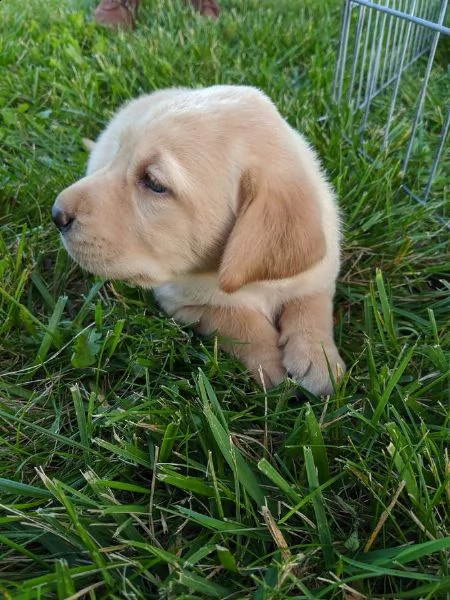 cuccioli di labrador | Foto 3