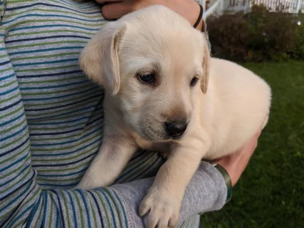 cuccioli di labrador | Foto 2