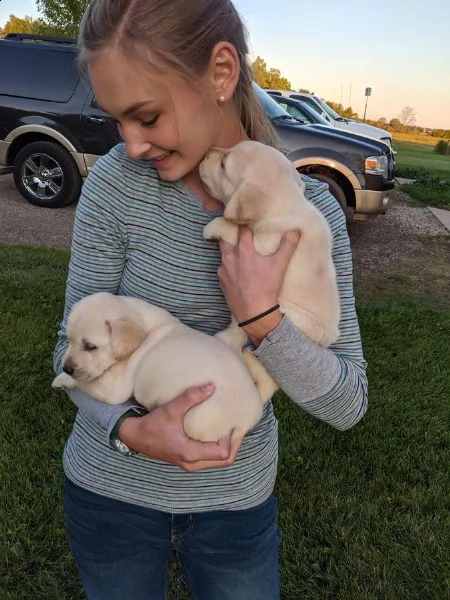cuccioli di labrador | Foto 0