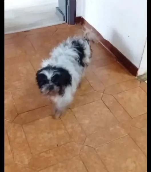 Adozione shitzu
