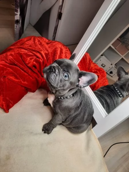 bouledogue blu.... spettacolari e rarissimi.... | Foto 1