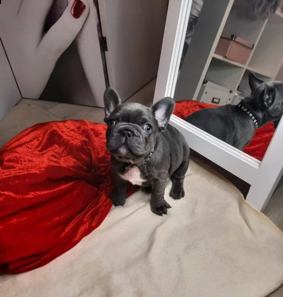 bouledogue blu.... spettacolari e rarissimi.... | Foto 0