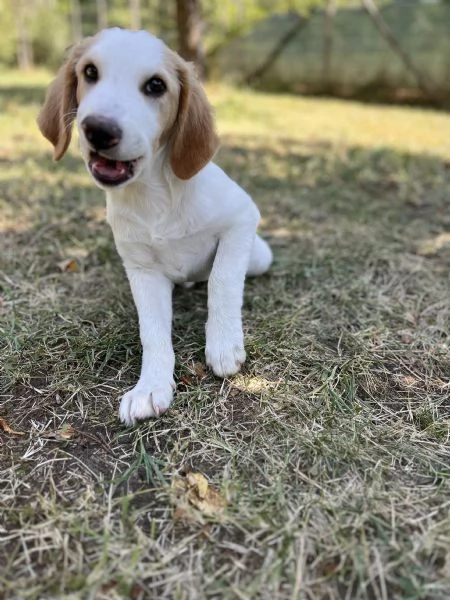 Maschio tg media | Foto 2