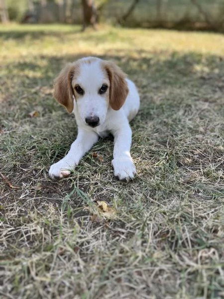 Maschio tg media | Foto 0