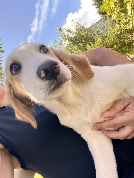 Cucciolo 4 mesi | Foto 1