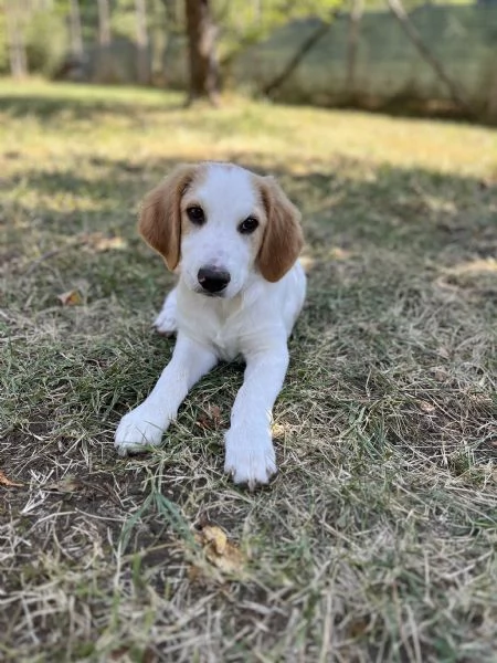 Cucciolo 4 mesi | Foto 0