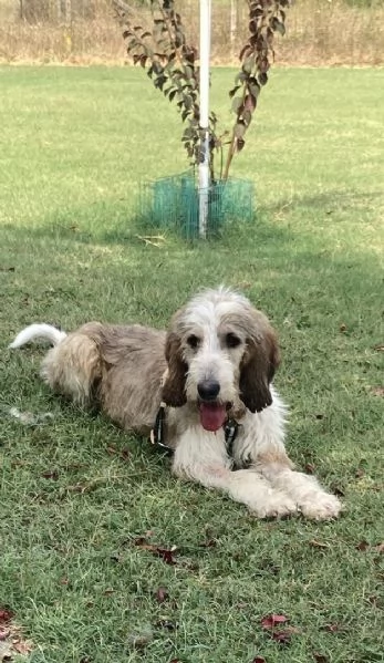 Oscar cerca casa | Foto 1