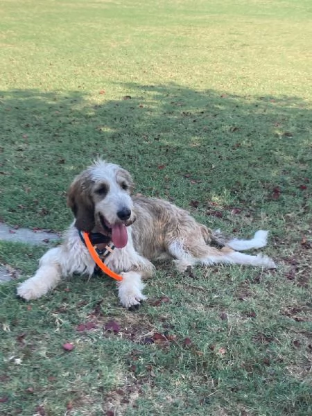 Oscar cerca casa