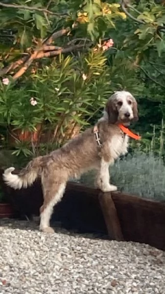 Oscar cerca casa | Foto 0