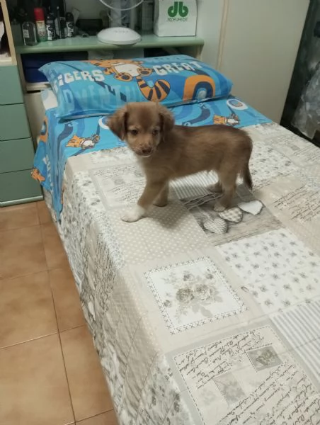 Meticci piccola taglia  | Foto 5