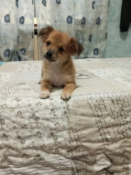 Meticci piccola taglia  | Foto 4