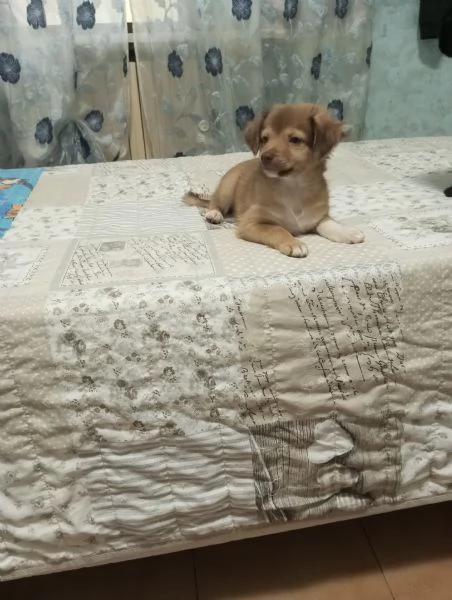 Meticci piccola taglia  | Foto 3