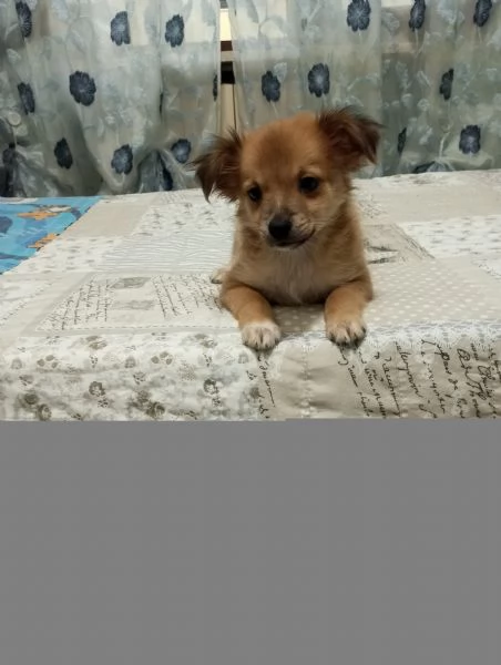 Meticci piccola taglia  | Foto 1