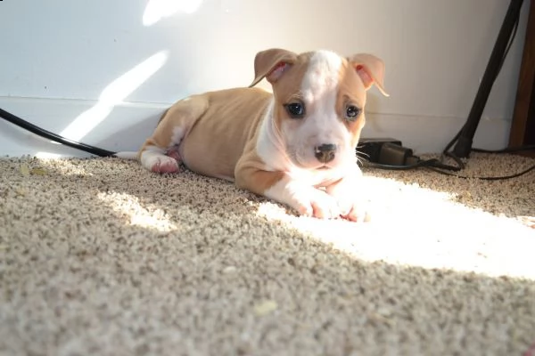 cuccioli pitbull linea ukc