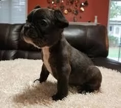 cuccioli di bouledogue francese | Foto 0