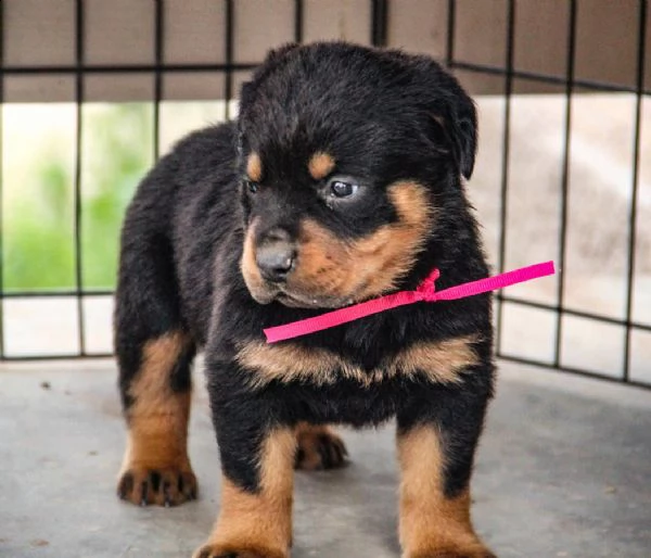  cuccioli di rottweiler selezionati alta genealogia | Foto 0