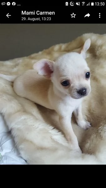  meravigliosi chihuahua disponibili | Foto 2