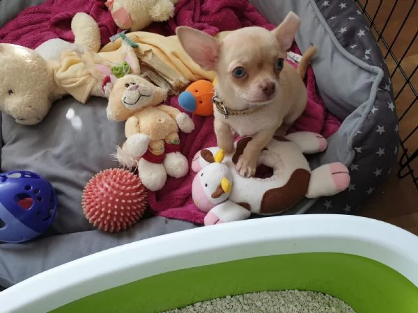  meravigliosi chihuahua disponibili | Foto 0