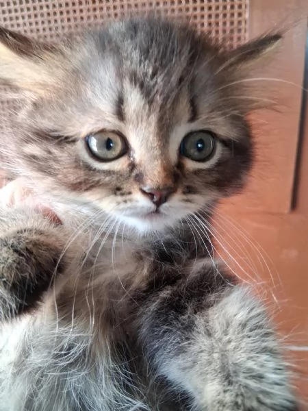 Gattino Siberiano/Persiano