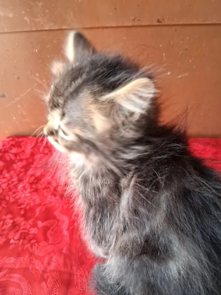 Gattino Siberiano/Persiano | Foto 1