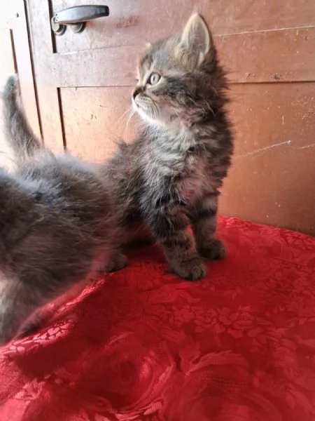 Gattino Siberiano/Persiano | Foto 0