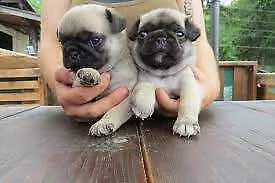 cuccioli di carlino maschi e femmina genitori sani 
