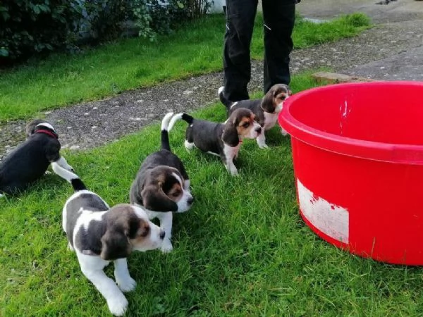 cuccioli beagle pronto ad andare