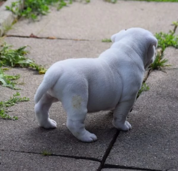 bellissimi cuccioli di bulldog inglese | Foto 3