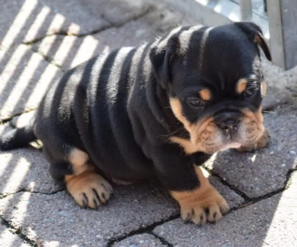 bellissimi cuccioli di bulldog inglese | Foto 1