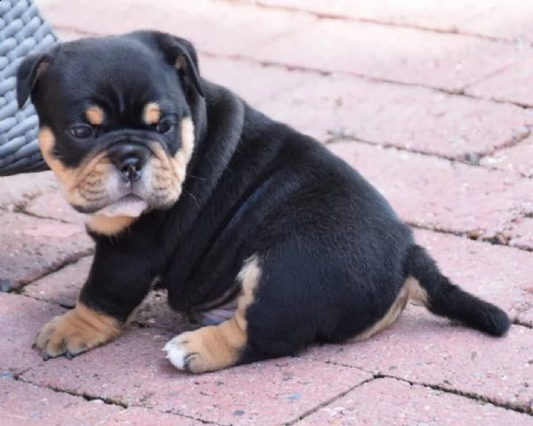bellissimi cuccioli di bulldog inglese | Foto 0