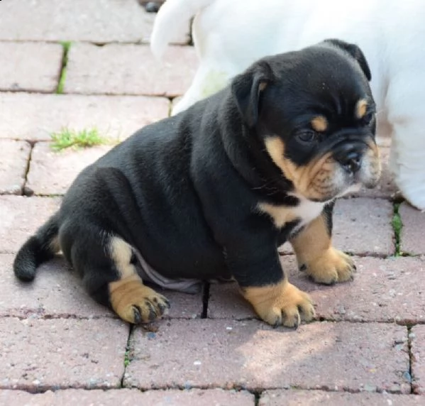 bellissimi cuccioli di bulldog inglese
