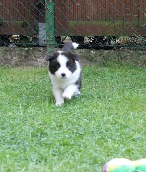 cuccioli di collie | Foto 2