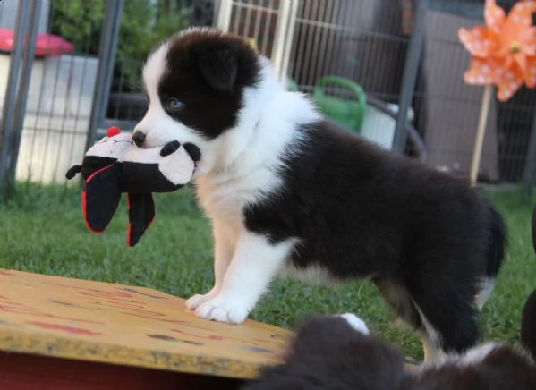 cuccioli di collie | Foto 1