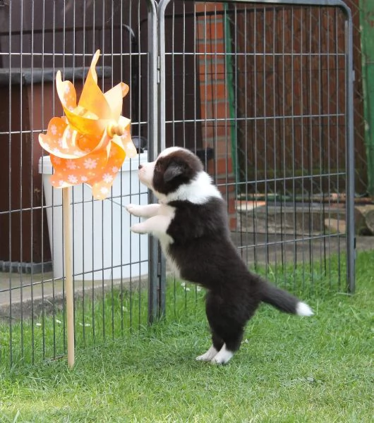 cuccioli di collie | Foto 0