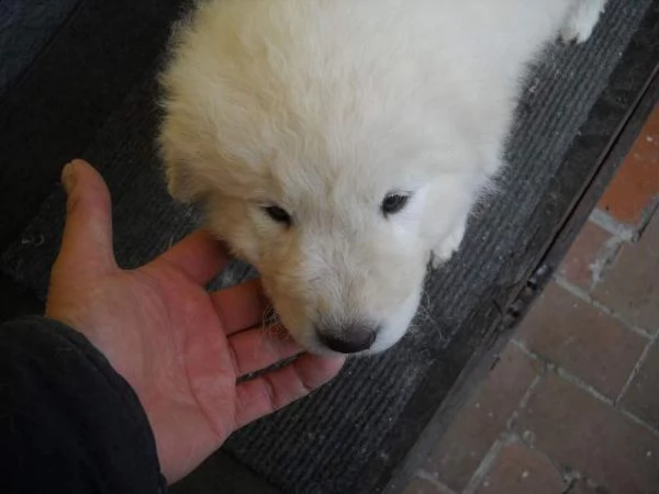 pastore maremmano abruzzese cuccioli