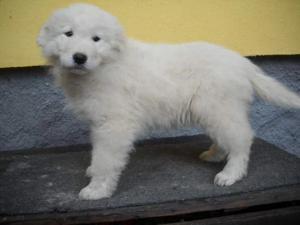 pastore maremmano abruzzese cuccioli | Foto 0