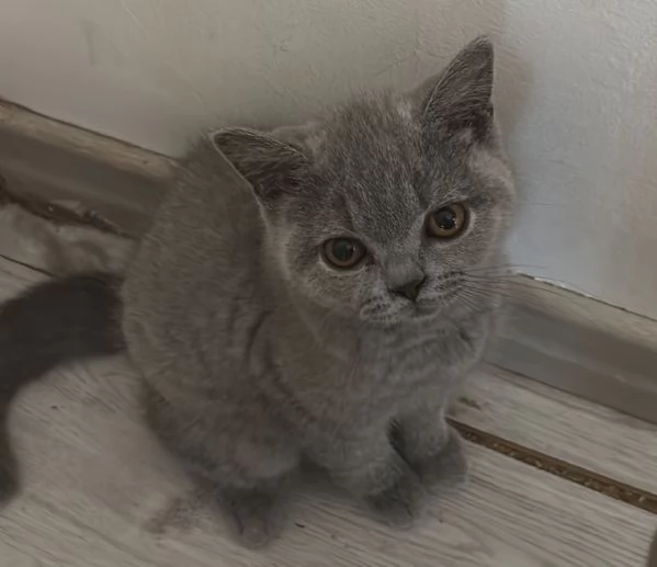 Gatti british | Foto 0